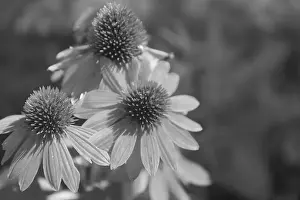 Nature Background Prints: Blooming Echinacea Sombrero Adobe Orange flowers