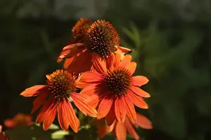 Native Garden Prints: Blooming Echinacea Sombrero Adobe Orange flowers