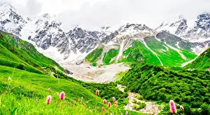 Highest Prints: blooming flower in front of Shkhara Glacier with Shkhara