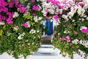 Images Dated 27th December 2015: Blooming flowers in Kritinia village, Rhodes Island, Greek Dodecanese
