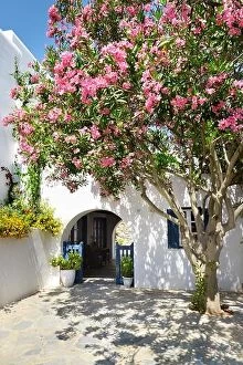 Images Dated 13th June 2011: Blooming flowers in Mykonos Town, Chora - Mykonos Island, Greece