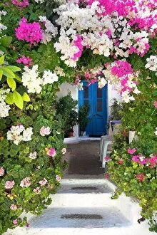 Flowers Collection: Blooming flowers, Rhodes Island, Greek Dodecanese