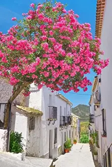 Blooming flowers on the street, White Village of Zahara de la Sierra, Andalusia, Spain