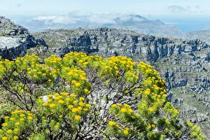Table Mountain Prints: Blooming Fynbos on Table Mountain, South Africa