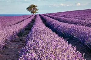 Blooming lavender create a stunningly beautiful landscape in Mesimeri Thessaloniki, reminiscent of a painting