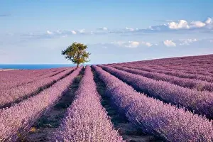 Aromatherapy Prints: Blooming lavender create a stunningly beautiful landscape in Mesimeri Thessaloniki