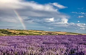 Blooming lavender create a stunningly beautiful landscape in Mesimeri Thessaloniki, reminiscent of a painting