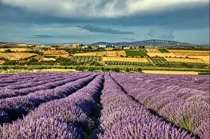 Blooming lavender create a stunningly beautiful landscape in Mesimeri Thessaloniki, reminiscent of a painting
