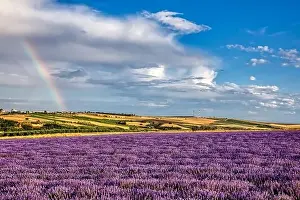 Blooming lavender create a stunningly beautiful landscape in Mesimeri Thessaloniki, reminiscent of a painting