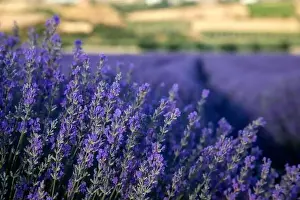 Blooming lavender create a stunningly beautiful landscape in Mesimeri Thessaloniki, reminiscent of a painting
