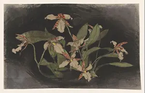 Natures Prints: Blooming Orchideeëntak, Theo Nieuwenhuis