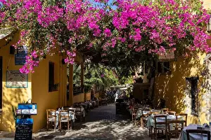 Alleyway Prints: Blooming purple bougainvillea forms a canopy over the restaurant tables of taverna in alleyway of old town
