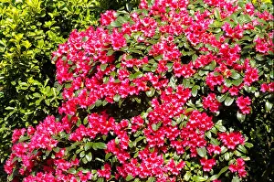 Rhododendron Prints: Blooming red rhododendron flower bush in botanic garden Arboretum Trompenburg Rotterdam Netherlands