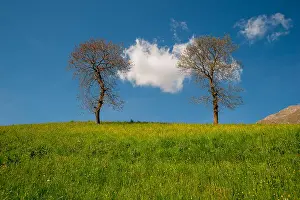 Cornflower Prints: blooming tree in spring