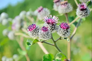 Uncultivated Prints: Blossoming burdock (Arctium lappa), focus on flower in front