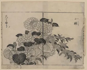 Hydrangea Prints: Blossoms from two kinds of hydrangea