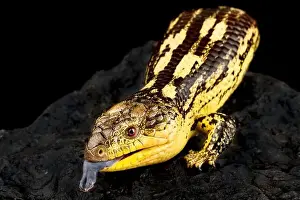 Omnivorous Prints: Blotched blue-tongued skink (Tiliqua nigrolutea) Highland