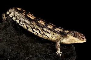Blotched blue-tongued skink (Tiliqua nigrolutea) Lowland