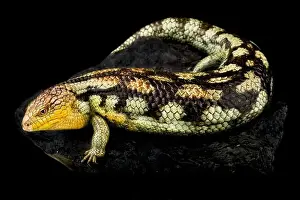 Omnivorous Prints: Blotched blue-tongued skink (Tiliqua nigrolutea) Tasmania