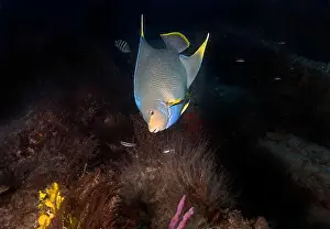 Aquatic Animal Prints: A Blue Angelfish (Holacanthus bermudensis) in Florida, USA