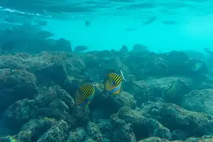 Stripped Prints: Blue banded surgeonfish (Acanthurus lineatus)