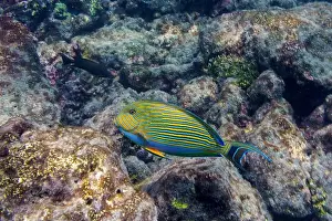 Stripped Prints: Blue banded surgeonfish (Acanthurus lineatus)
