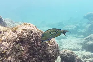 Stripped Prints: Blue banded surgeonfish (Acanthurus lineatus)