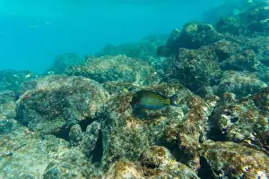 Stripped Prints: Blue banded surgeonfish (Acanthurus lineatus)