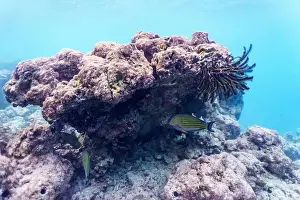 Stripped Prints: Blue banded surgeonfish (Acanthurus lineatus)