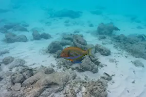 Stripped Prints: Blue banded surgeonfish (Acanthurus lineatus)