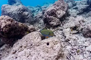 Stripped Prints: Blue banded surgeonfish (Acanthurus lineatus)