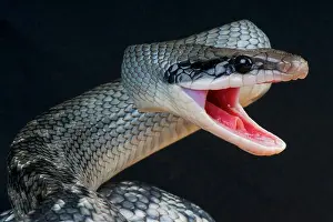 Rat Snake Prints: Blue beauty snake / Orthriophis taeniurus callicyanous