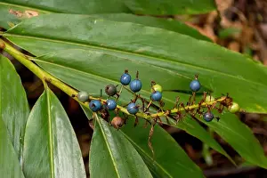 Queensland Prints: Blue berries of Australian native ginger