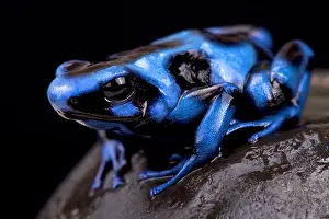 Blue and black poison frog (Dendrobates auratus)