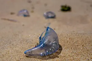 Venomous Prints: Blue bottle jellyfish on a sandy beach