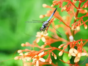 Green Head Prints: Blue dasher dragonfly with pattern of yellow and orange on the side of the body