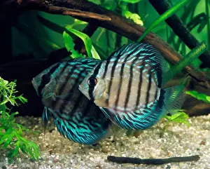 Sideways Prints: Blue discus (Symphysodon aequifasciata haraldi), discus fish, lateral