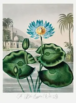 Blotch Prints: The Blue Egyptian Water Lily. Antique Victorian Flower painting