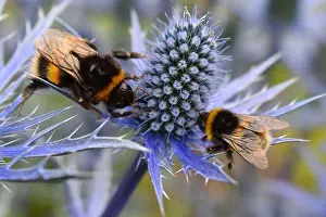 Thistle Prints: Blue eryngium summer bee plant Dozens of honeybees on blossom collect nectar for their winter food Garden border