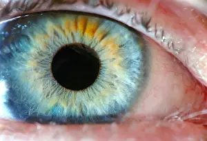 Eyelid Prints: blue eye close up macro foto eye wide open see light sight inside body