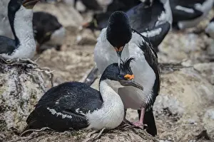 Mating Season Prints: Blue-eyed Cormorant (Phalacrocorax atriceps)