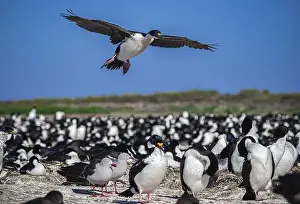 Mating Season Prints: Blue-eyed Cormorant (Phalacrocorax atriceps)
