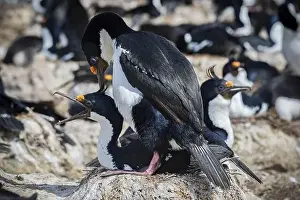 Social Behaviour Prints: Blue-eyed Cormorant (Phalacrocorax atriceps)