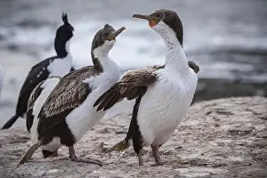 Hatchlings Prints: Blue-eyed Cormorant (Phalacrocorax atriceps)