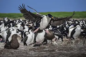 Cormorant Prints: Blue-eyed Cormorant (Phalacrocorax atriceps)