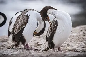 Several Animals Prints: Blue-eyed Cormorant (Phalacrocorax atriceps)