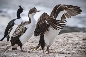 Flocks Prints: Blue-eyed Cormorant (Phalacrocorax atriceps)