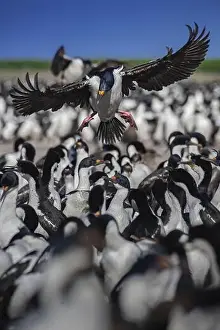 Several Animals Prints: Blue-eyed Cormorant (Phalacrocorax atriceps)