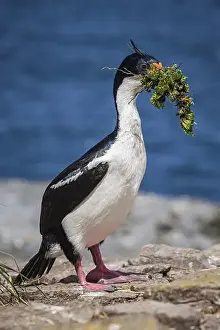 Cormorant Prints: Blue-eyed Cormorant (Phalacrocorax atriceps) with nesting material