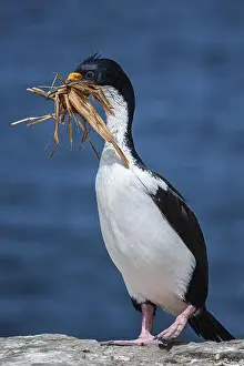 Cormorant Prints: Blue-eyed Cormorant (Phalacrocorax atriceps) with nesting material